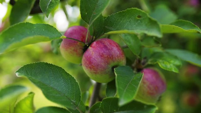 Apples on a tree branch in orchard, 4k