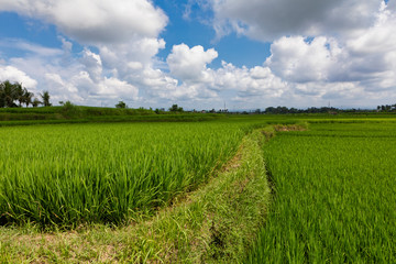 Fototapeta na wymiar Balinese Countryside with Rice Fields and Blue Sky with Clouds