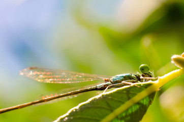 dragonfly