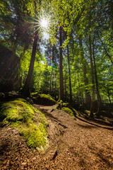 Fototapeta na wymiar Wald mit Sommersonne
