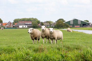 3 white sheeps in a grass pasture in Oud ade.