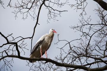 Weißstorch