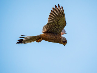 Turmfalke im Flug