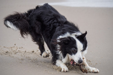 Border Collie spielt am Strand