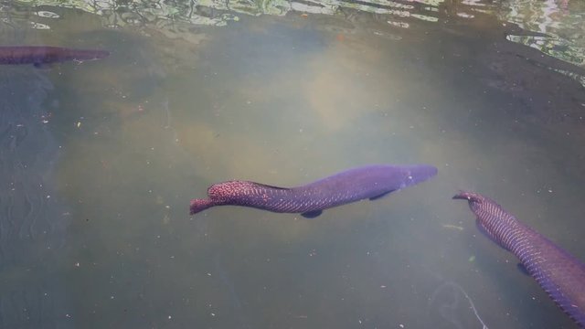 Arapaima gigas or pirarucu fish swimming in pond. 