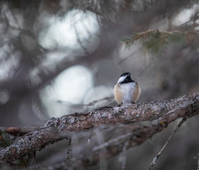 Black Capped Chickadee