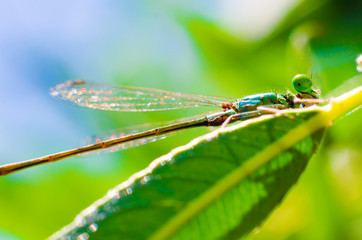 dragonfly