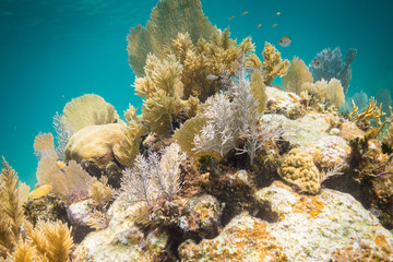 Naklejka na ściany i meble coral reefs of the caribbean 