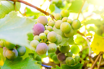 vine branch