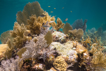 Fototapeta na wymiar coral reefs of the caribbean 