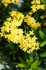 Ixora dwarf sunkist yellow flowers vertical