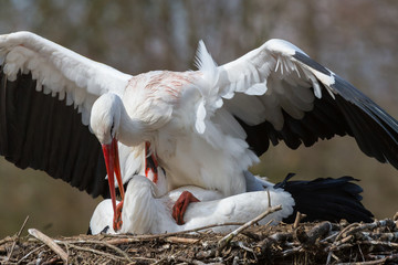 Weißstorchpaarung aufem Nest