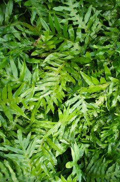 Polypodiaceae microsorum fern green leaves background