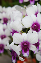 Dendrobium nobile orchid white and purple flowers