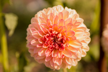 single flower in the garden, dahlia, pink and orange, peach color.