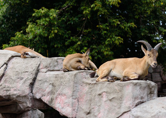 Obraz premium West Caucasian tur lie on stones