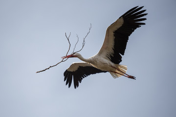 Weißstorch mit Zweig im Schnabel, Nestbau