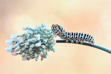 Monarch butterfly from caterpillar