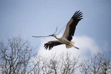 Weißstorch mit Zweig im Schnabel, Nestbau
