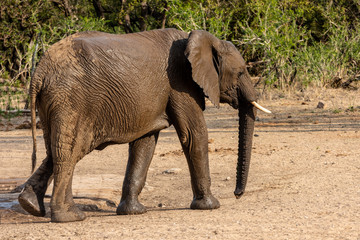 Elephant marching through the savannah