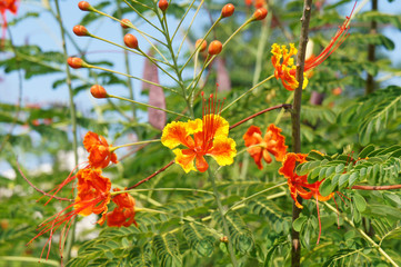 Caesalpinia pulcherrima or peacock flower or barbados pride red and yellow flowers