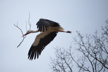 Weißstorch mit Zweig im Schnabel, Nestbau