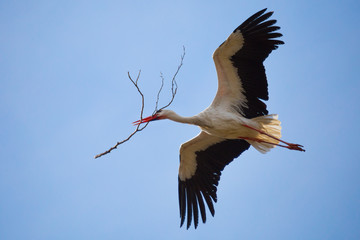 Weißstorch mit Zweig im Schnabel, Nestbau