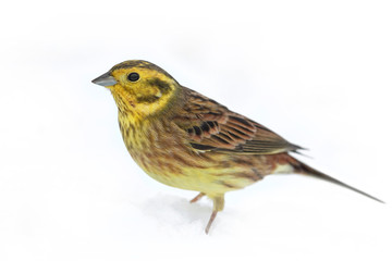 Yellowhammer (Emberiza citrinella)