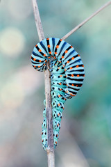 Monarch butterfly from caterpillar