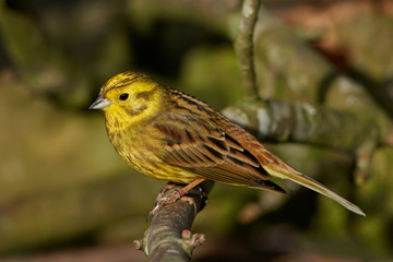 Yellowhammer (Emberiza citrinella)