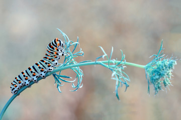 Monarch butterfly from caterpillar