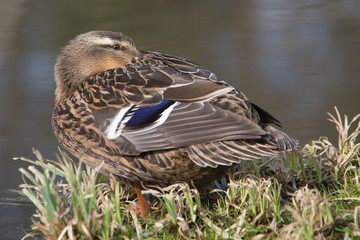Stockente