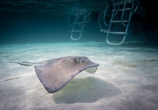 Shark Ray Alley Belize