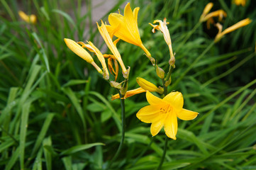 Hemerocallis dumortieri yellow dayliliesflowers with green