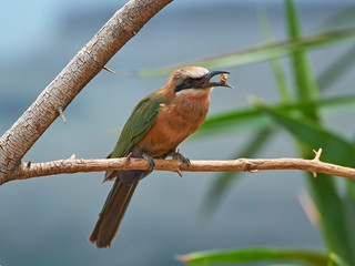 White-fronted bee-eater (Merops bullockoides)