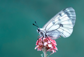 Beautiful butterflies sitting on flower