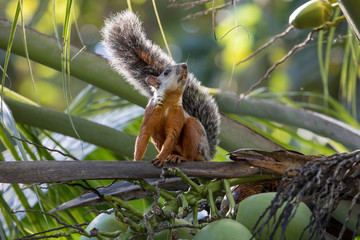 Fototapeta premium Variegated squirrel (Sciurus variegatoides) in a coconut tree in Costa Rica Rainforest