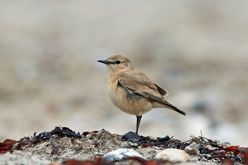 Isabelline wheatear (Oenanthe isabellina)