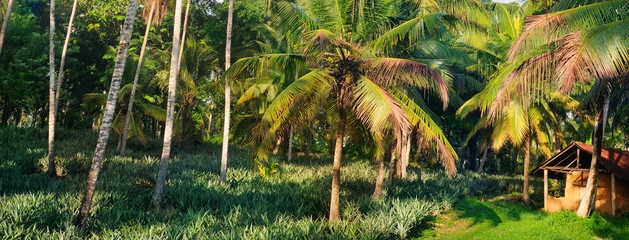 Tropical garden with coconut palms and a pineapple plantation. Shri Laka. Wide photo.
