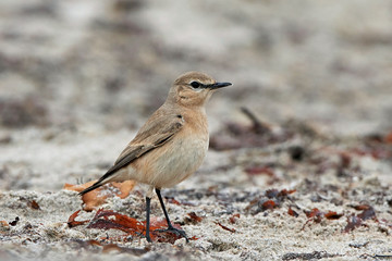 Isabelline wheatear (Oenanthe isabellina)