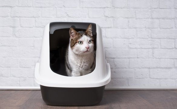 Cute tabby cat sitting in a litter box and looking sideways.