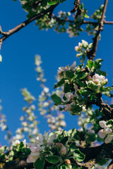 Apple flowers over natural green background