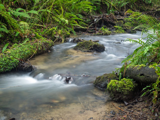 Bideford in Devon rain forest in the hills