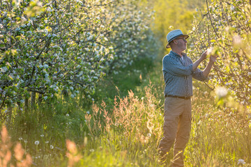 Apple grower checking the flowering of his apple trees