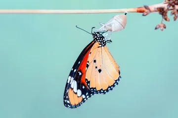 Foto auf Acrylglas Antireflex Amazing moment ,Monarch butterfly emerging from its chrysalis © blackdiamond67
