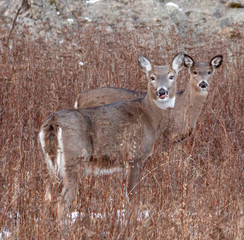 Deer sticking his tongue out