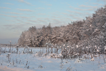 winter landscape with a trees
