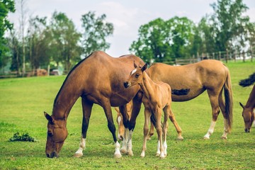 Brown horses, mares and cute foal grazing in paddock, warm blood horse, sunny spring day at a farm, green trees and sky in background, rural countryside