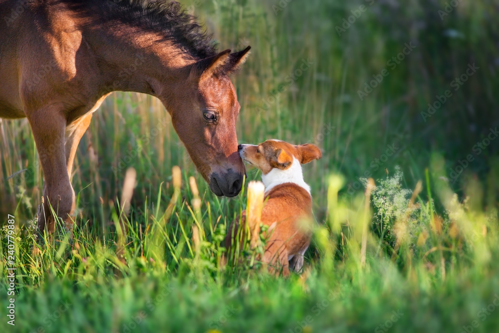 Wall mural horse play with dog outdoor free