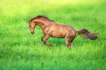 Red stallion free run on green grass